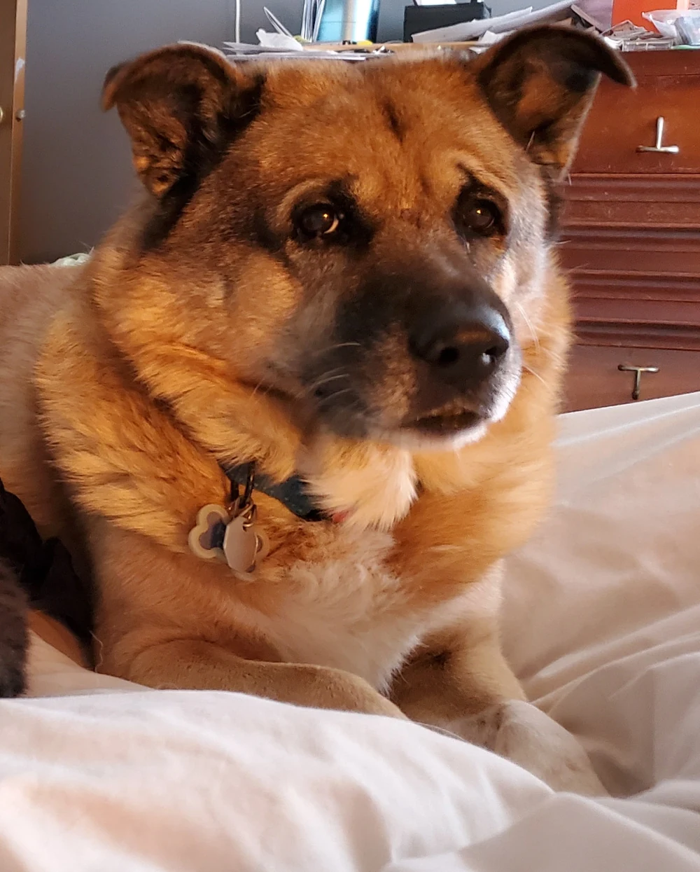 Original customer photo of Hank