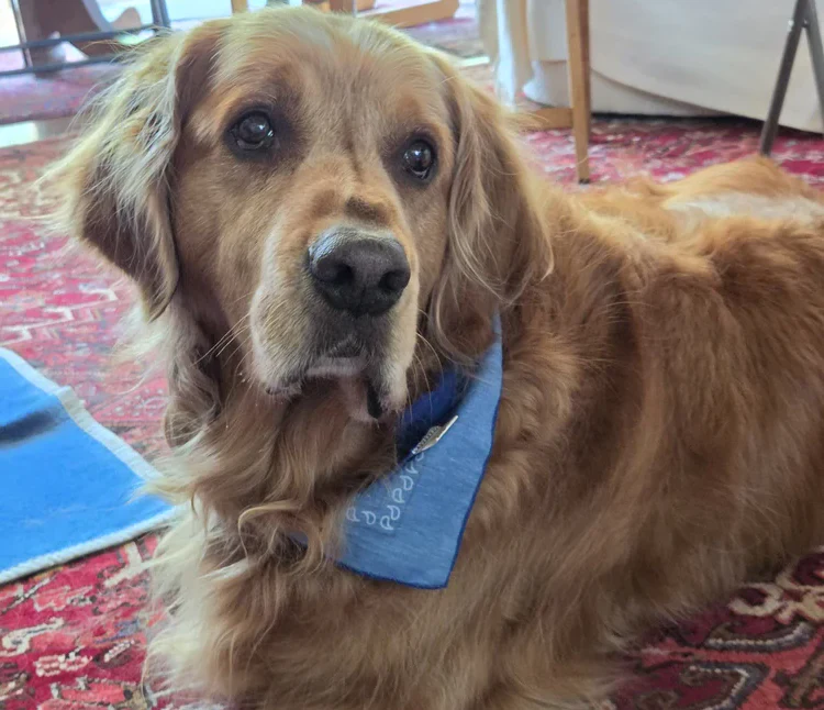 Original customer photo of Sawyer